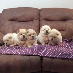 Fantastic Chow Chow Puppies For Sale